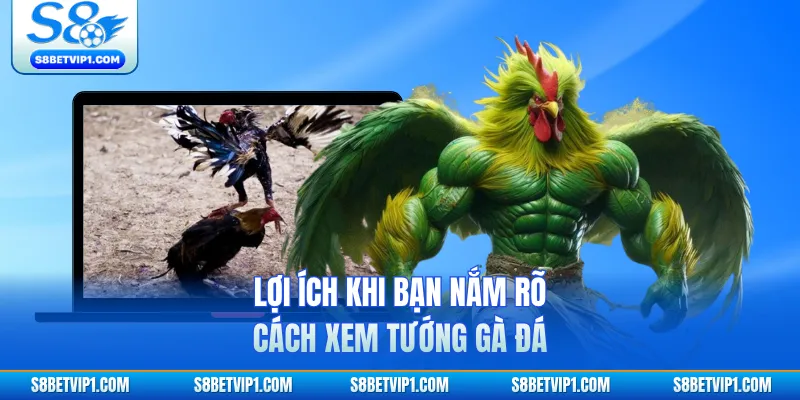 Lợi ích khi bạn nắm rõ cách xem tướng gà đá