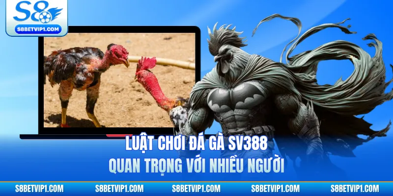 Luật chơi đá gà SV388 quan trọng với nhiều người