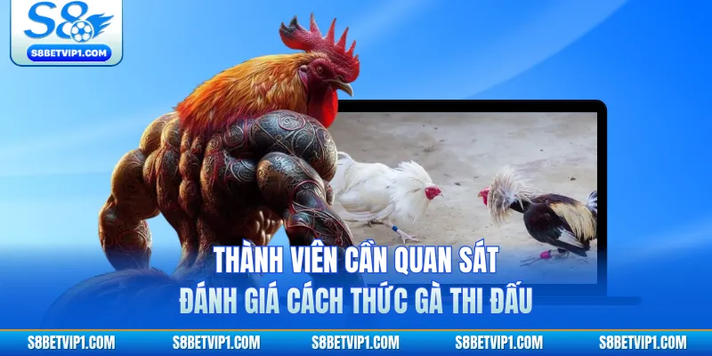 Thành viên cần quan sát, đánh giá cách thức gà thi đấu