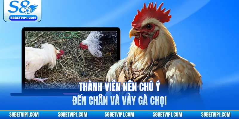 Thành viên nên chú ý đến chân và vảy gà chọi